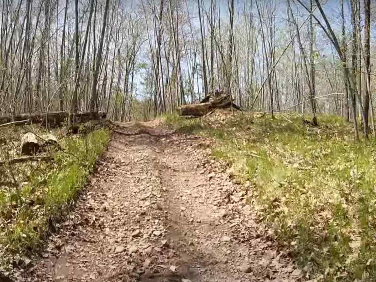 Foxy Loop 2 photo 4