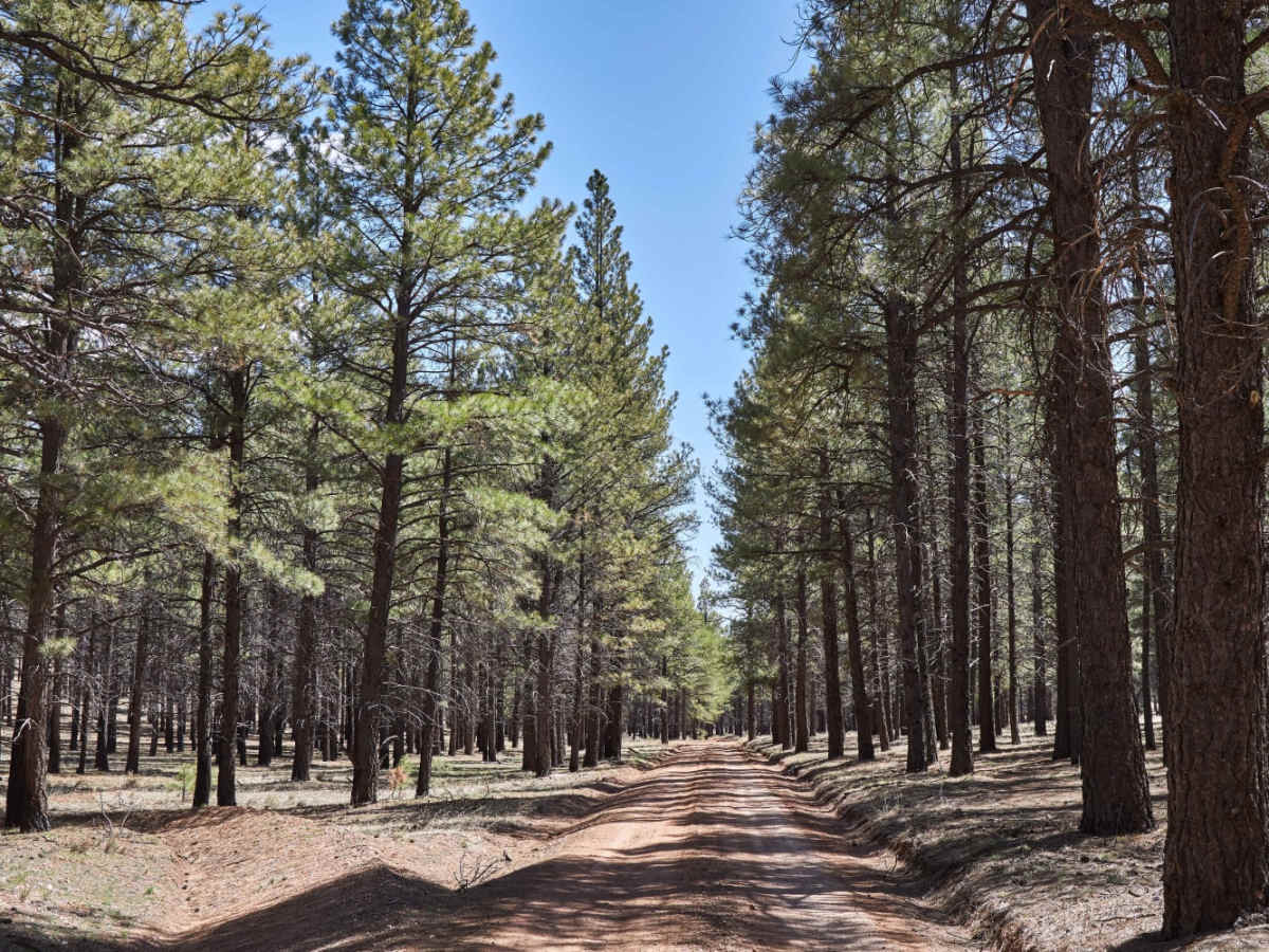 Old 301 Road photo 5