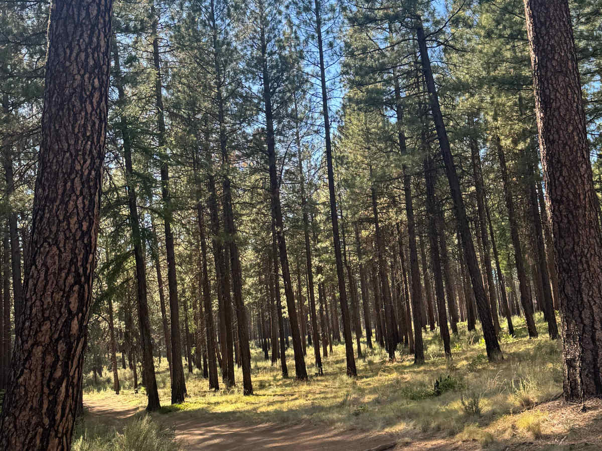 FS 1200-200 trail photo