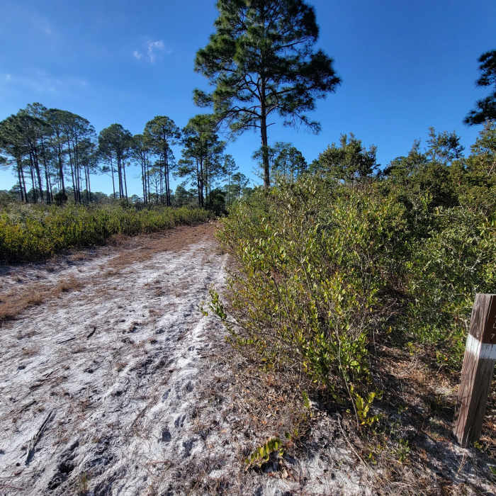 Some hot sun, some sand, some pine needles, some shade. Near White Loop