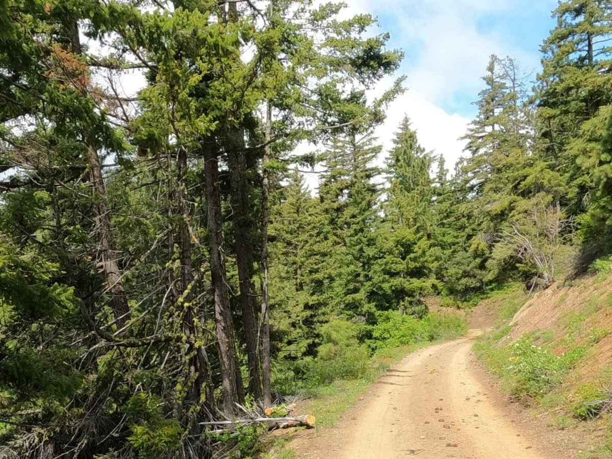 Iron Creek - Blewett Tie - NF9714-113 photo 2