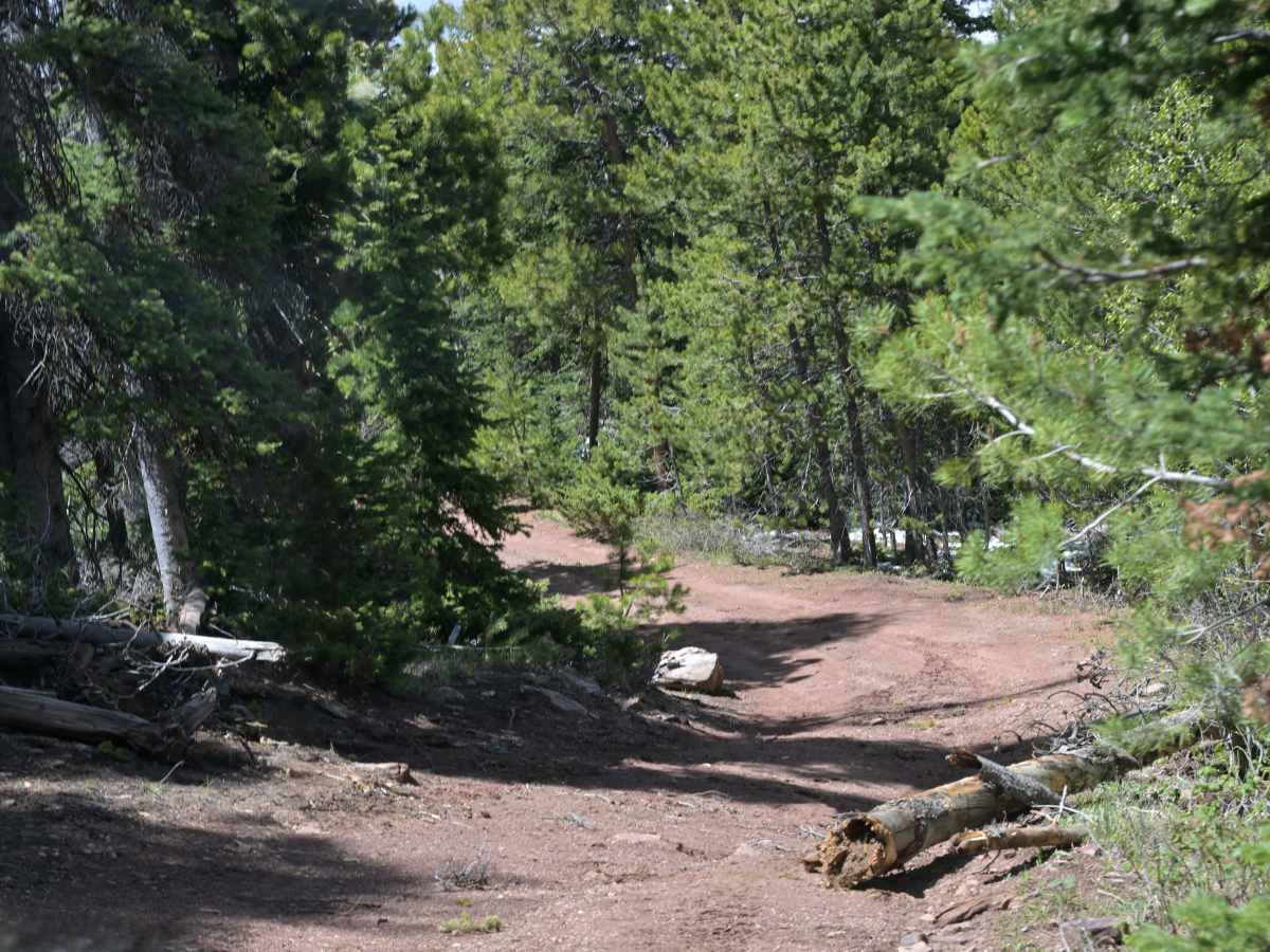 East Draw - FR 10255 trail photo