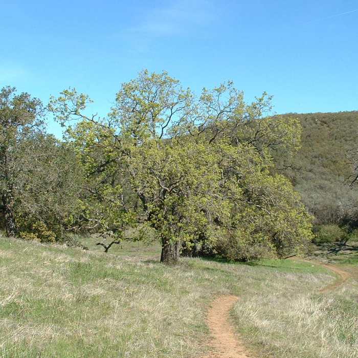 Near Rinconada Trail (14E30)