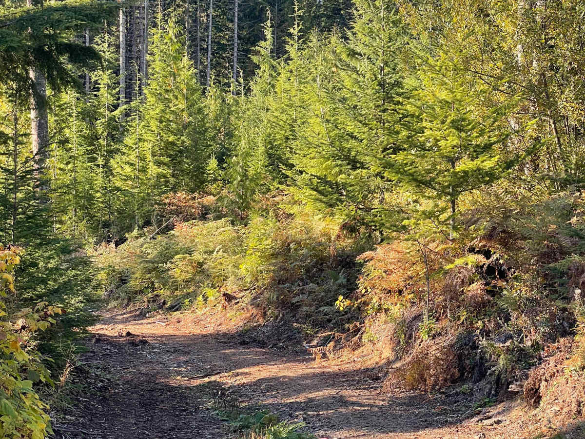 20 Year Trail photo 5