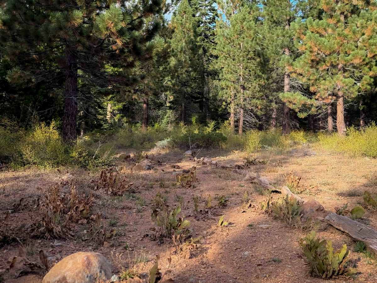 Grizzly Ridge  photo 4