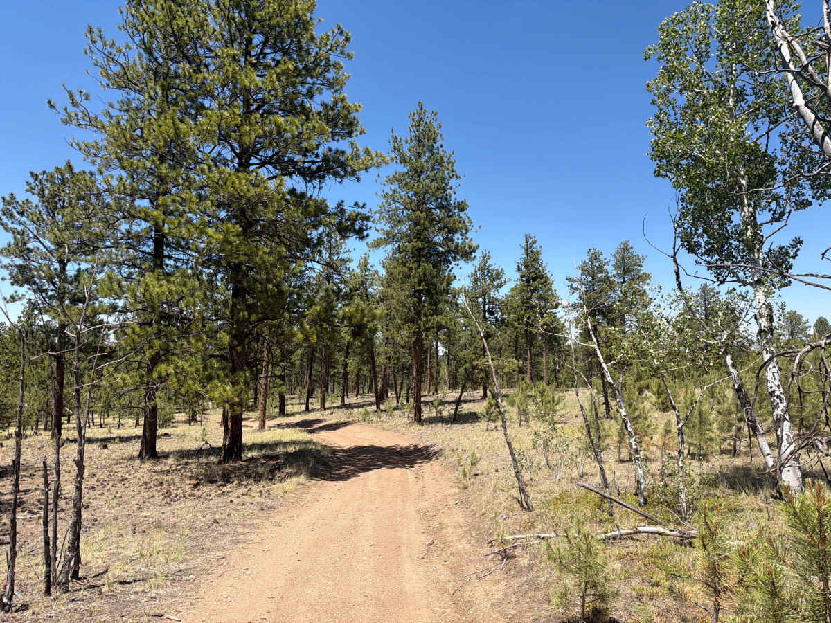 Jackpot Road - FSR 243 1C photo 3