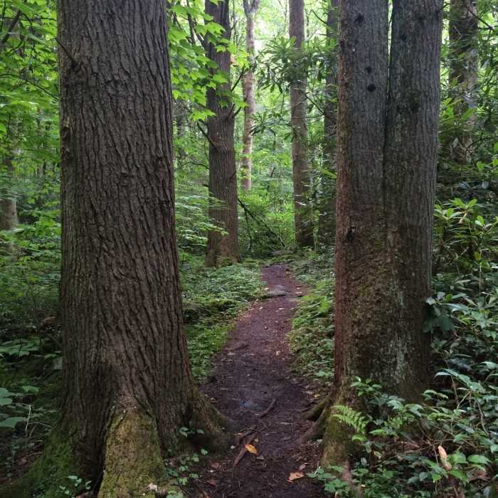 Near Cosby Nature Trail