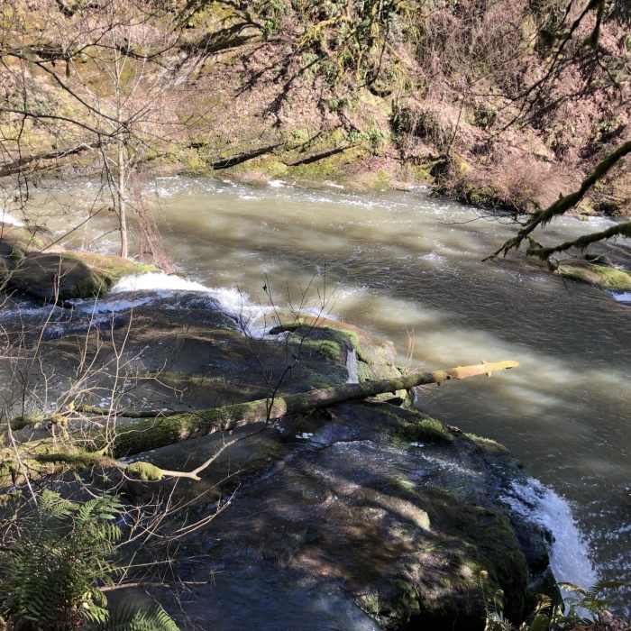 Near Lacamas Creek Trail