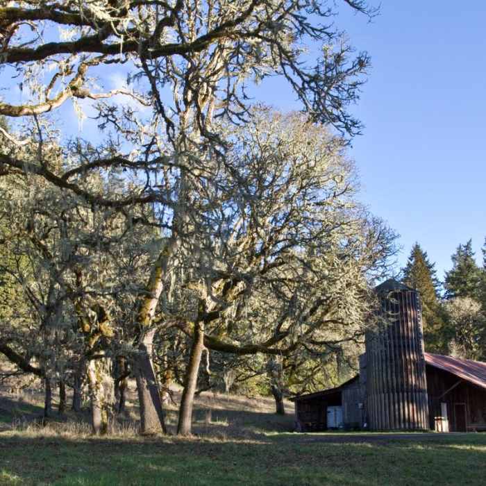 Near Mount Pisgah Arboretum Hike