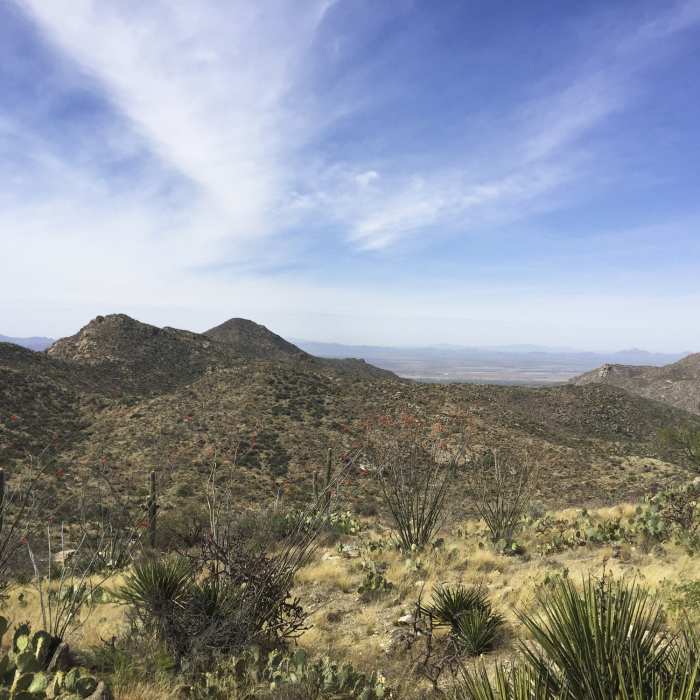 Near Wild Burro Loop Trail