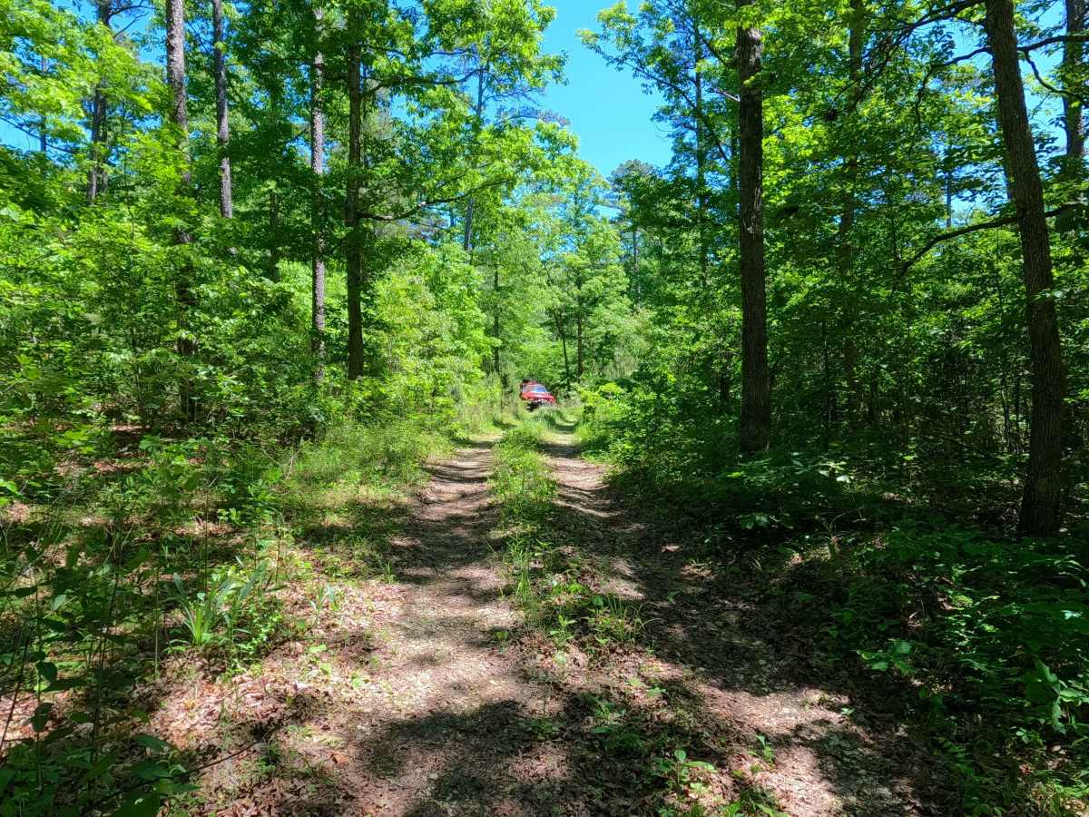 South Cane - FS 3575 photo 5