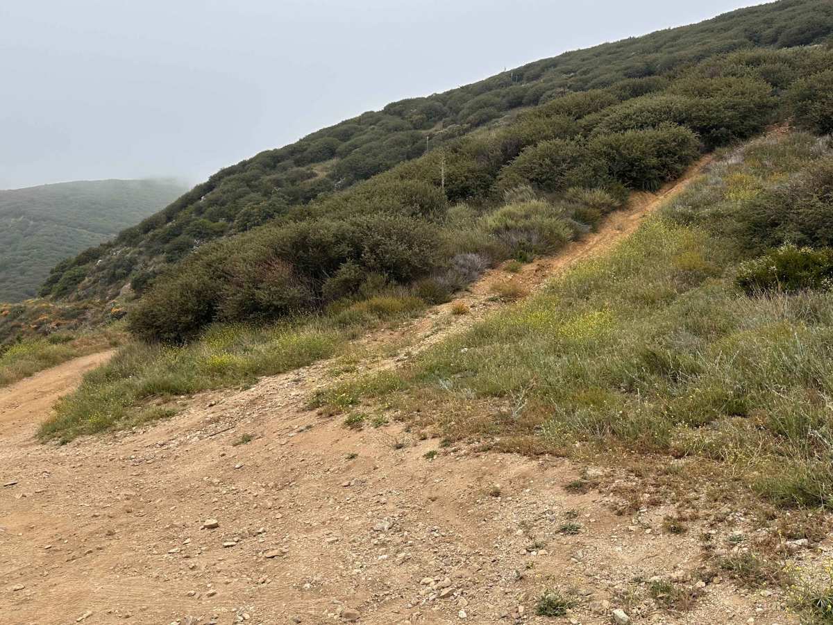 Dusty Spur photo 6