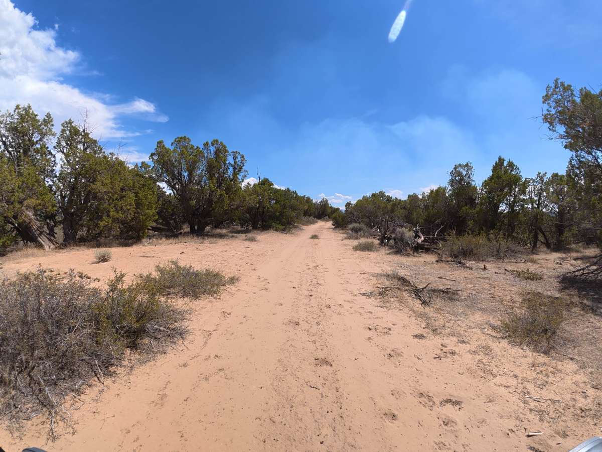 BLM 290 photo 6