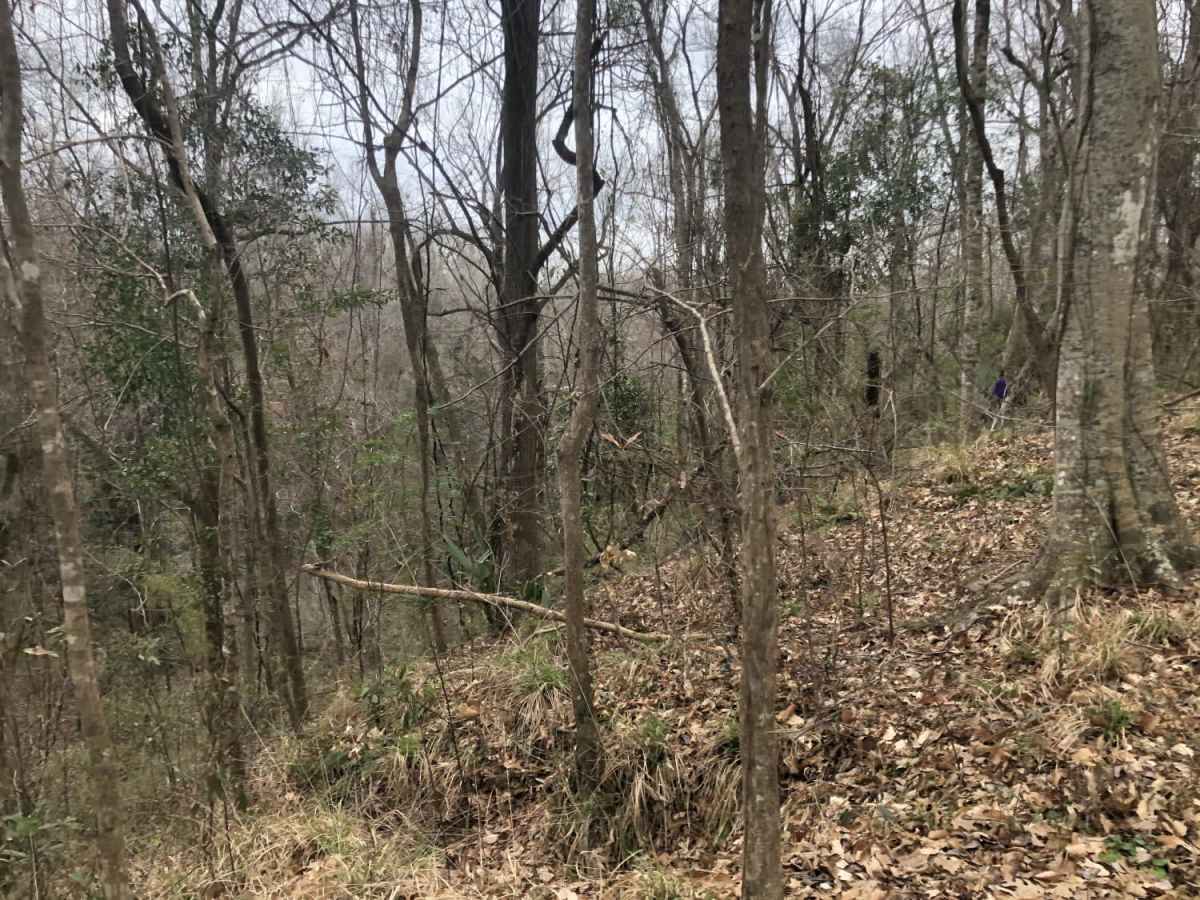 Tunica Hills WMA Trail 1 photo 2