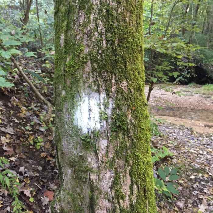 Near Chickasaw Bluff Trail