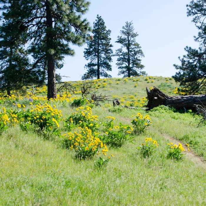 Near Memaloose Hills Trail