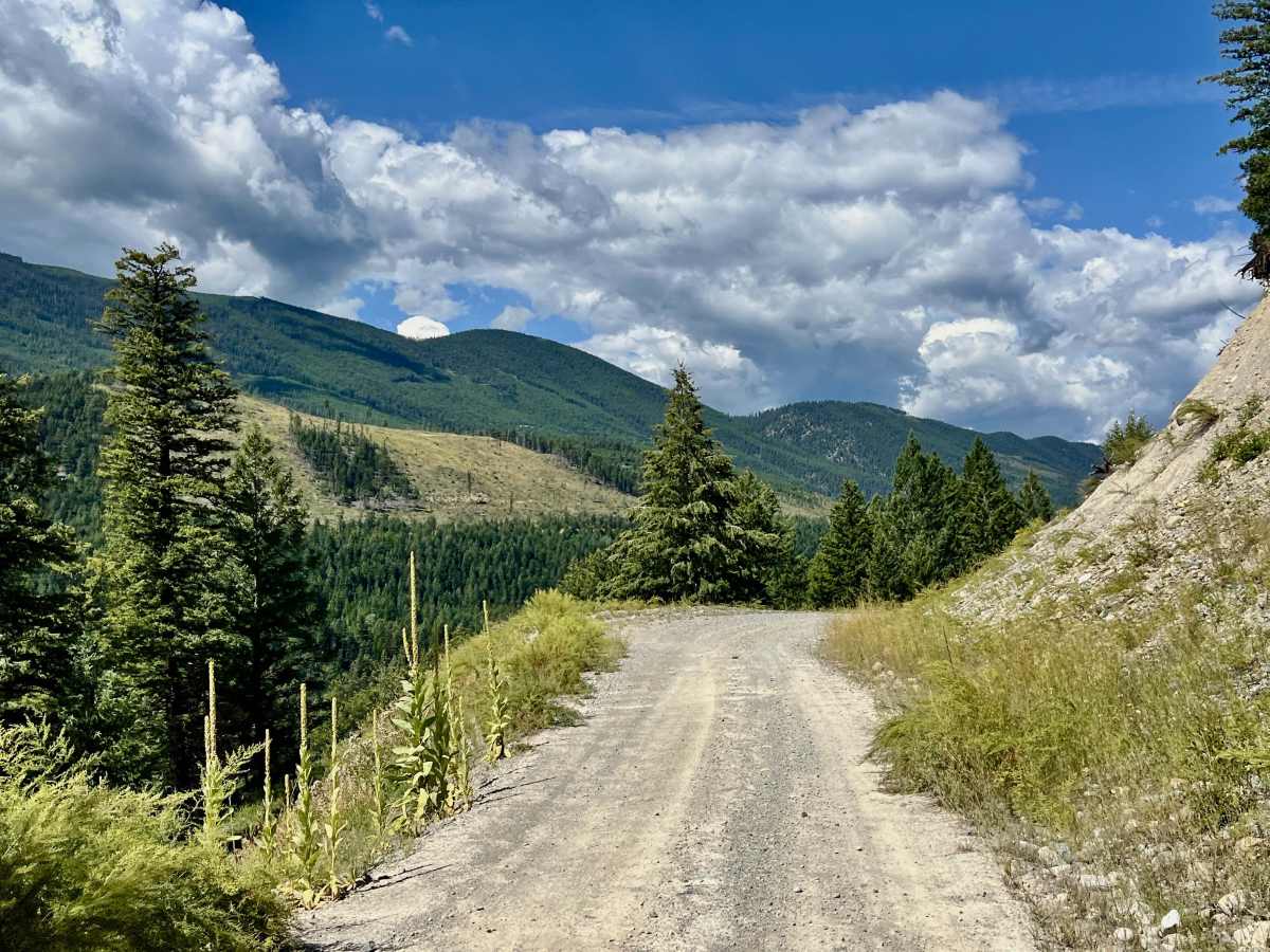 LinkLater Forest Service Road trail photo
