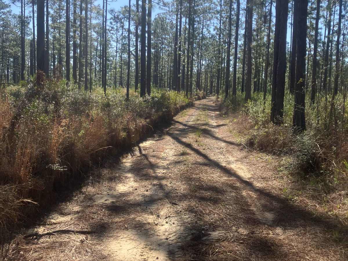 Blue Trail W23 photo 3