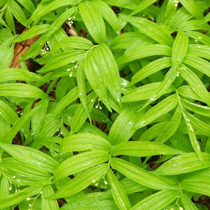 Near Marys Peak via East Ridge