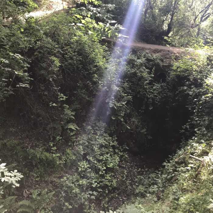 Near Coyote, Lower Meadow, and Permanente Creek Loop