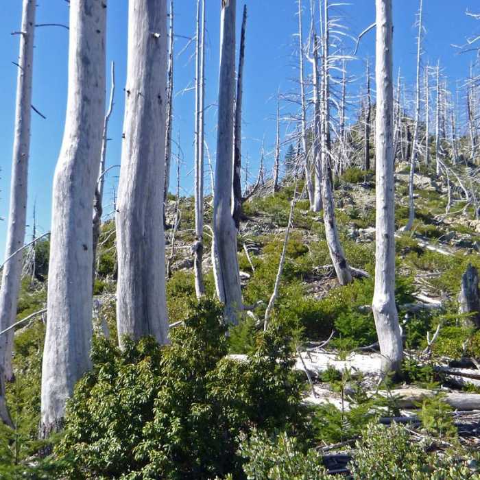 Near Chetco River Hike via Babyfoot Lake Trailhead