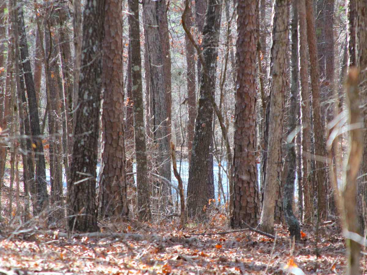 Peas Hollow - FS 421 photo 6