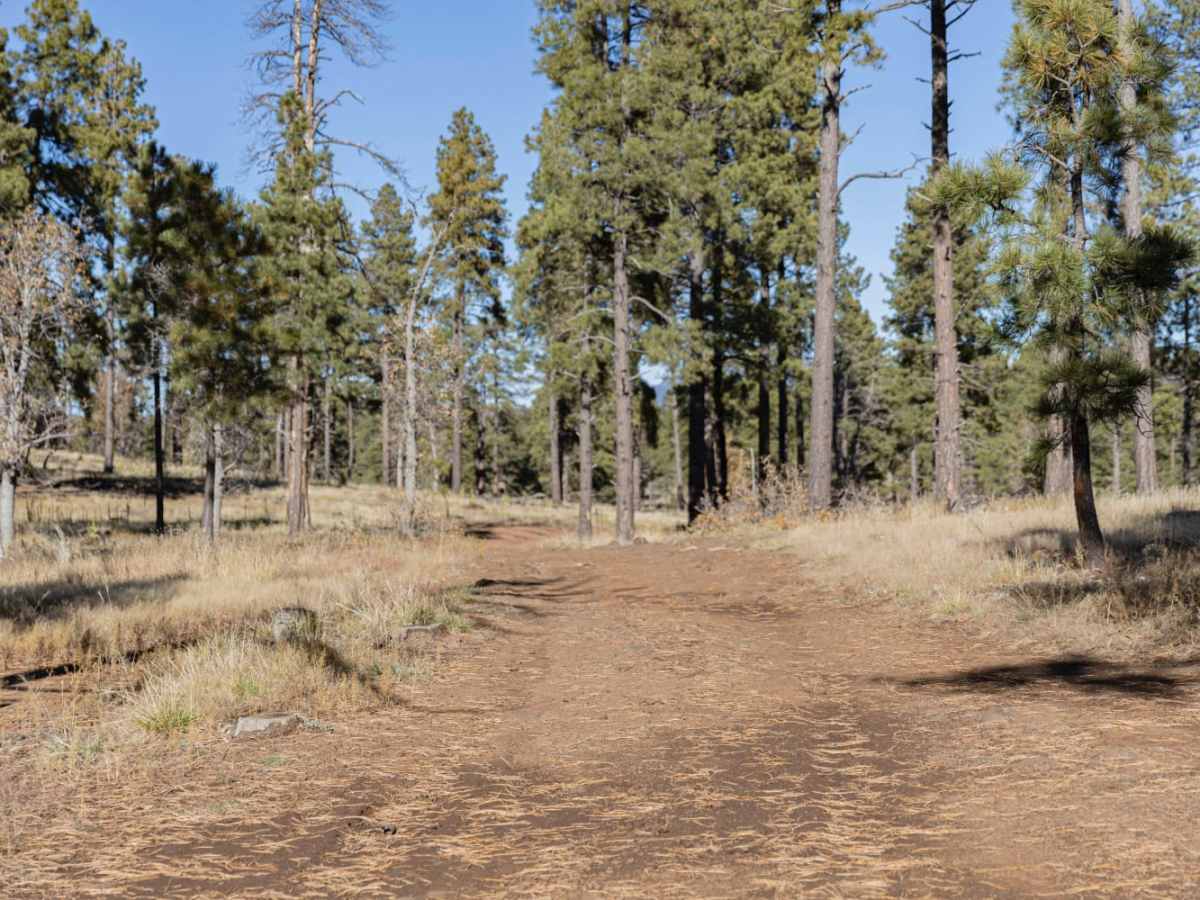 Firewood Camping Trail photo 4