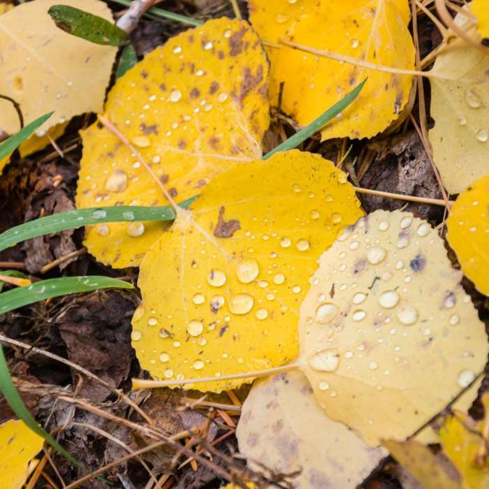 Near Inner Basin Trail