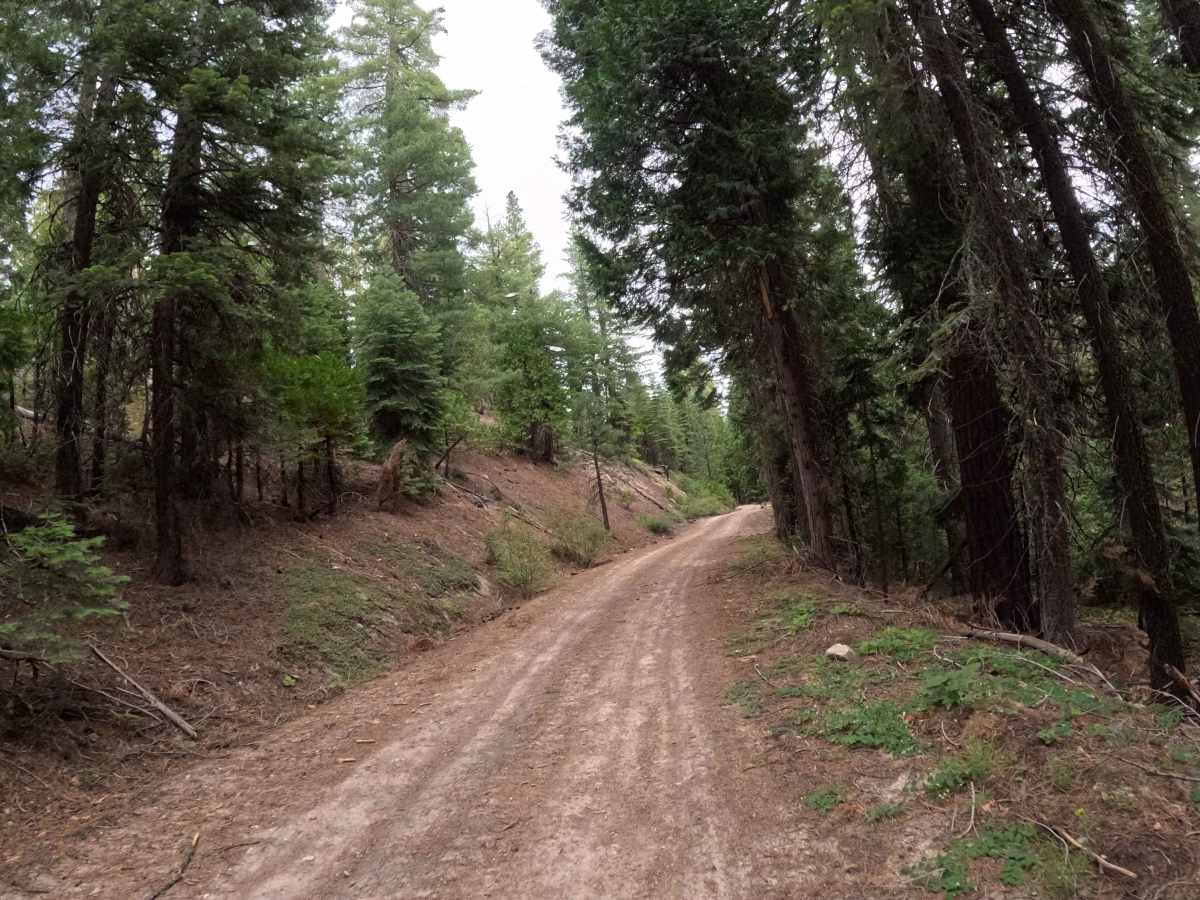 Chapman Calpine - FS 52 photo 5