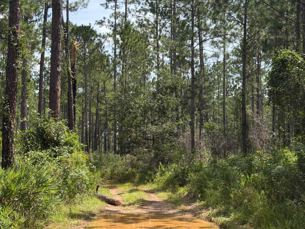 Blackwater River R84 photo 6