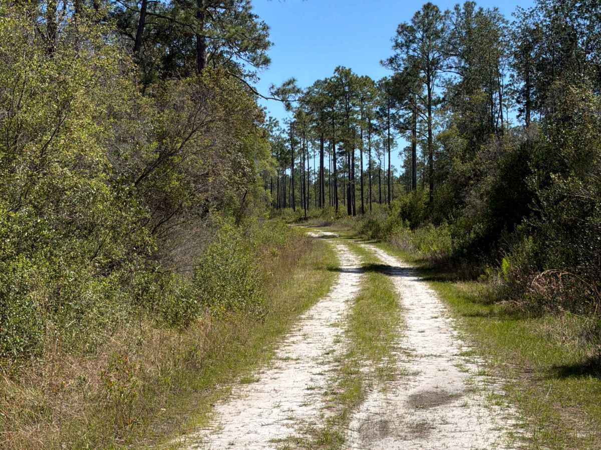 Ti Ti - FS 175 trail photo