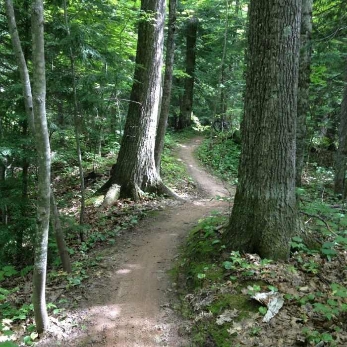 Weaving between the oaks on Twilight Zone Loop Near Inner Peace Loop
