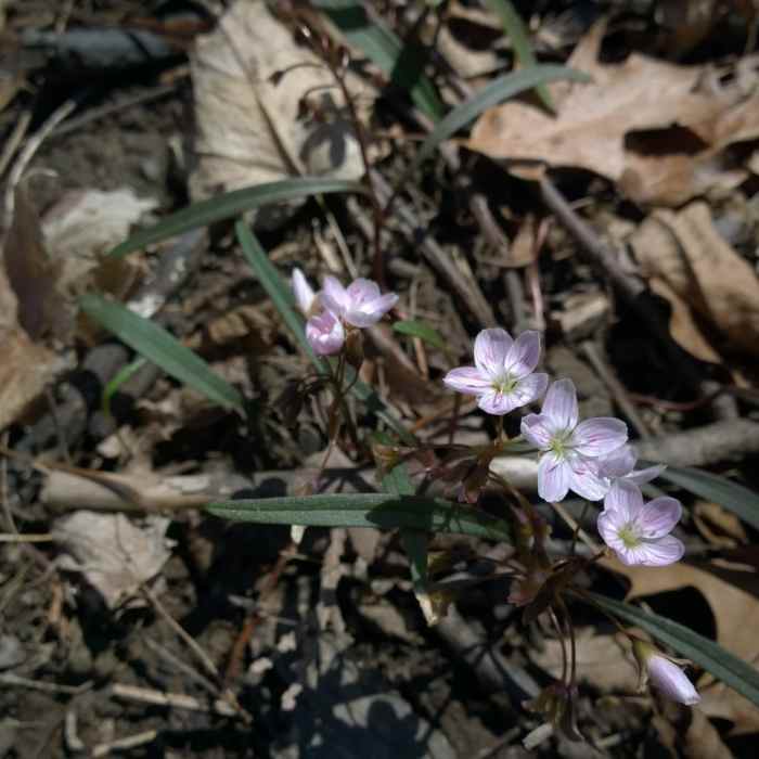 Spring beauties grow in abundance around the base of trees in the area. Near Marshall Nature Area and Tom A. Freeman Preserve Loop