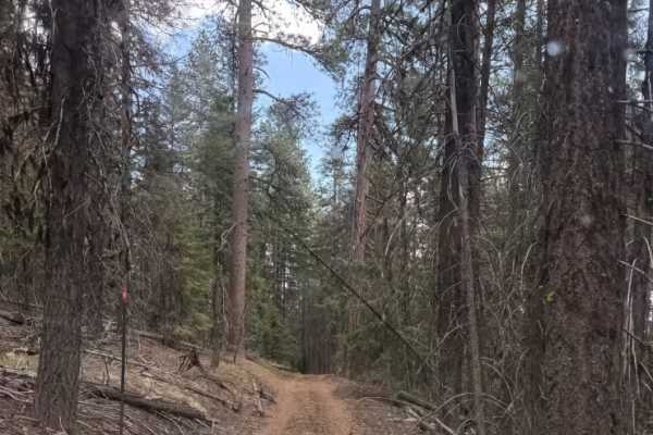 Wildcat Mountain Trail - FS 3350