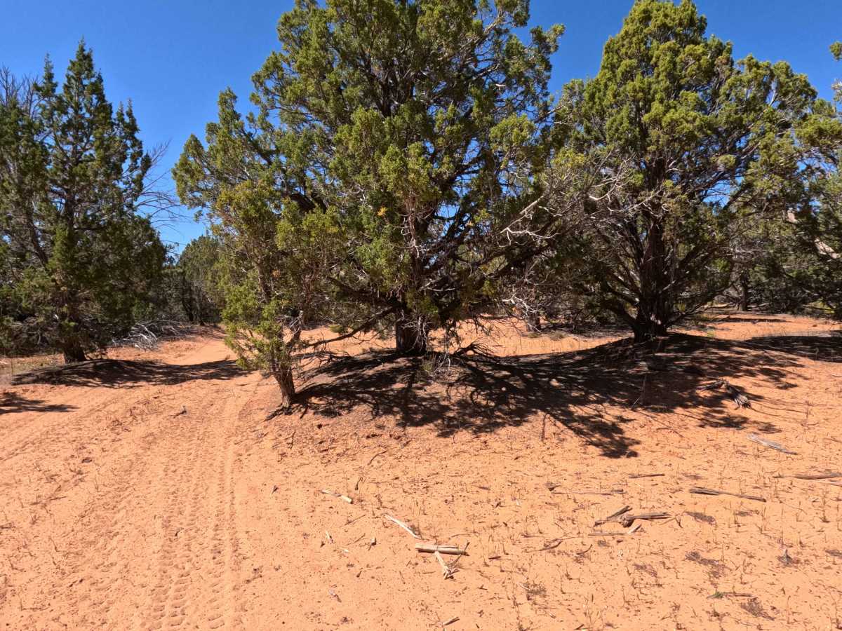 BLM 104J photo 4