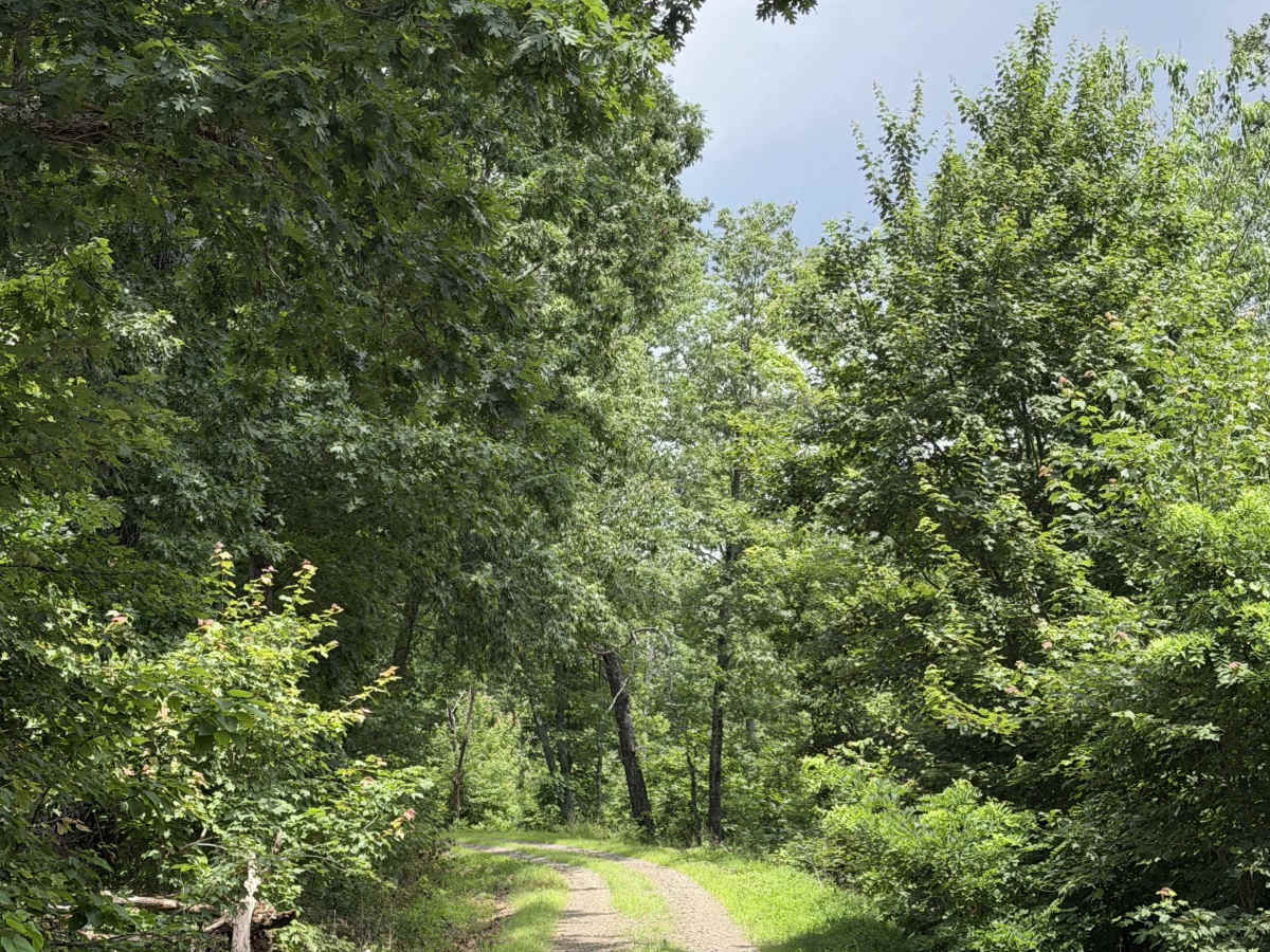 Round about camp trail photo 2