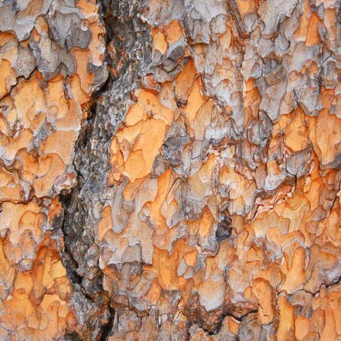 Near Lava Cast Forest Interpretive Trail