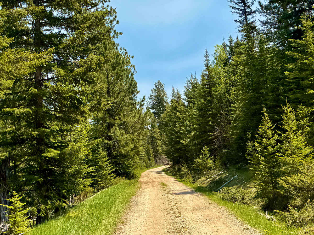 FS 655 Trail Gulch  photo 4