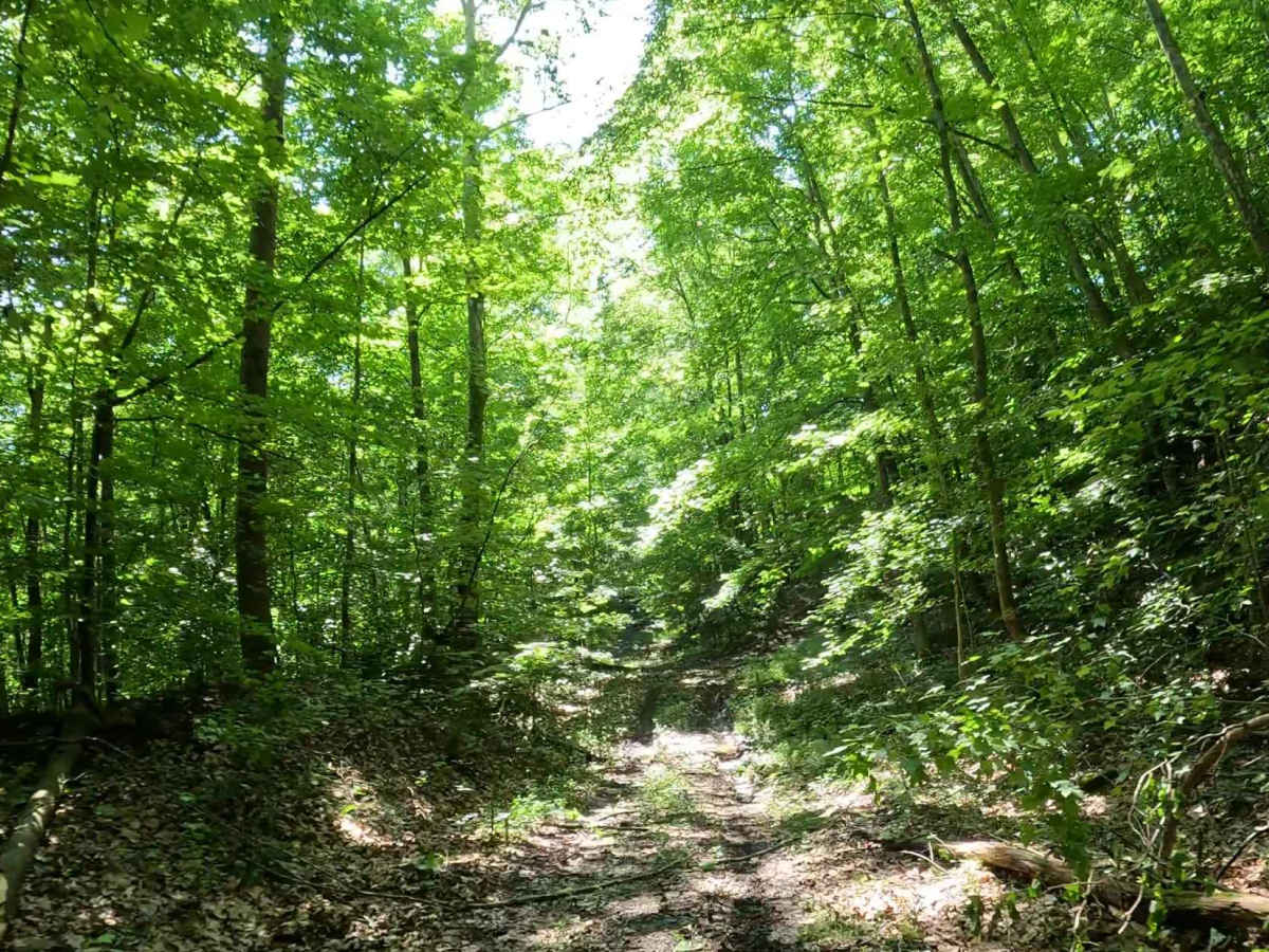 Q12 photo 3