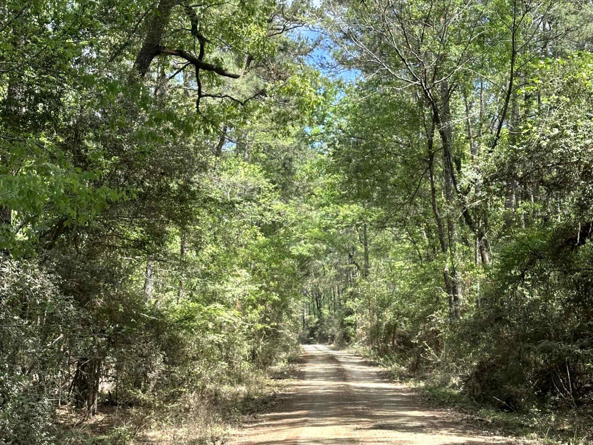 Chester Johnson - FS 553 trail photo