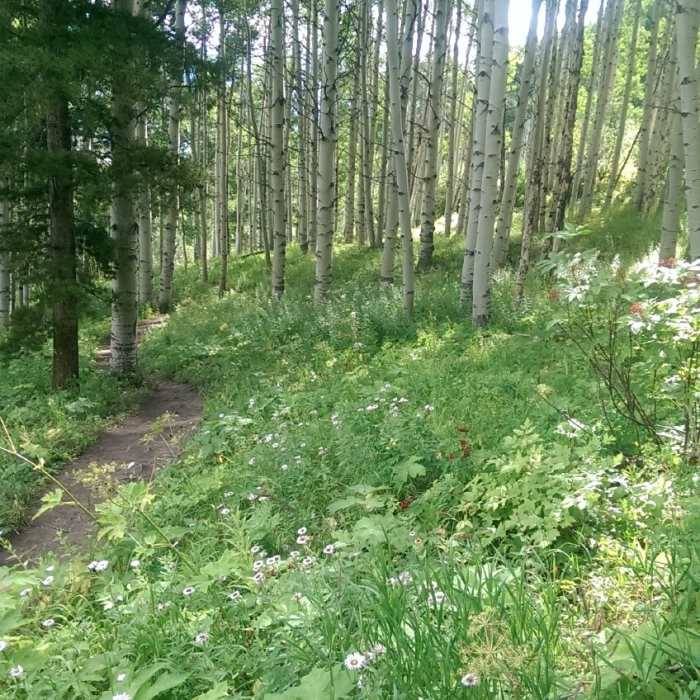 Near Strawberry Lane