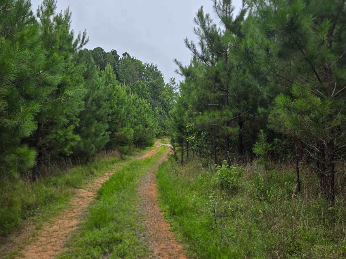Low Gap Cemetery Road photo 5