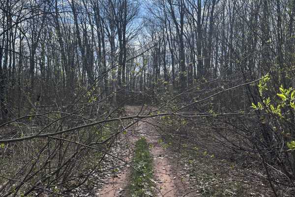 Abandoned Bog Trail