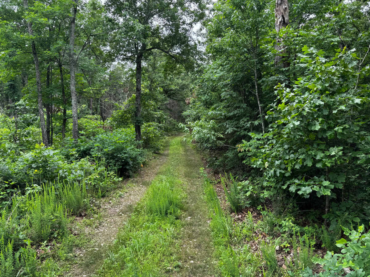 Boardtree trail photo