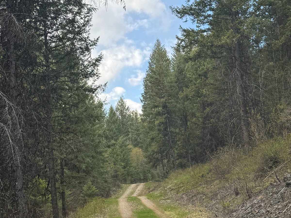 FS 1500-176 trail photo