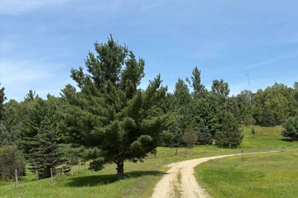Rat Lake Trail