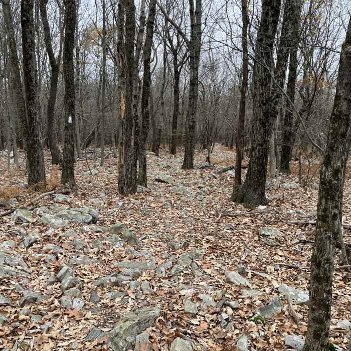 Near Appalachian Trail: Wind Gap to Fox Gap Near Appalachian Trail: Wind Gap to Fox Gap