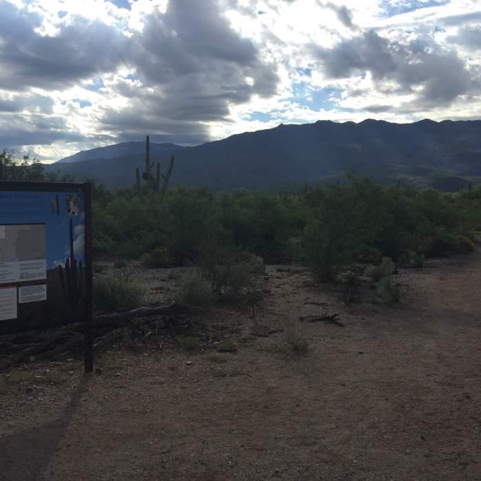 Near Cactus Forest Trail