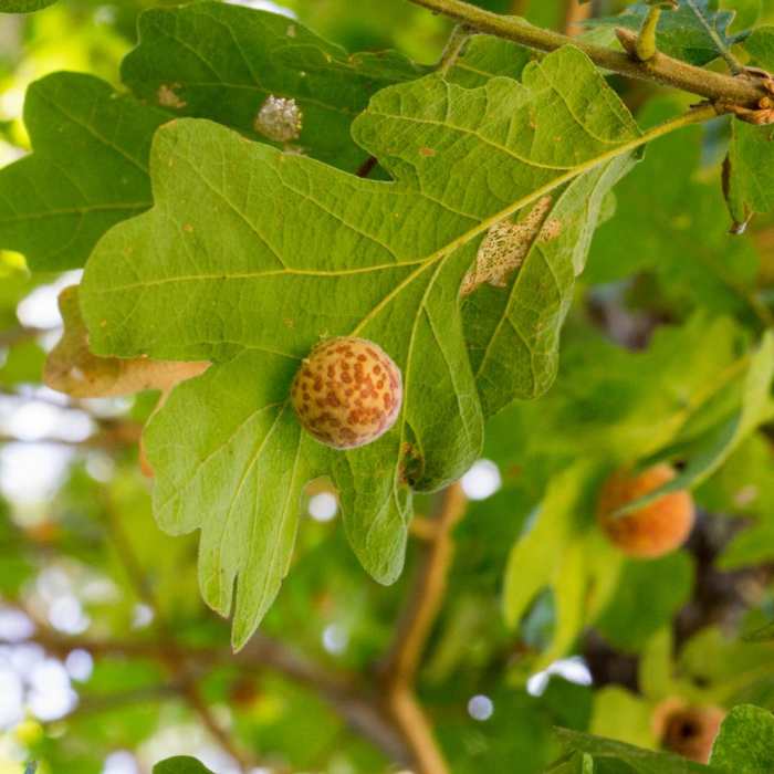 Near Ridgeline Trail System: Dillard East Trailhead