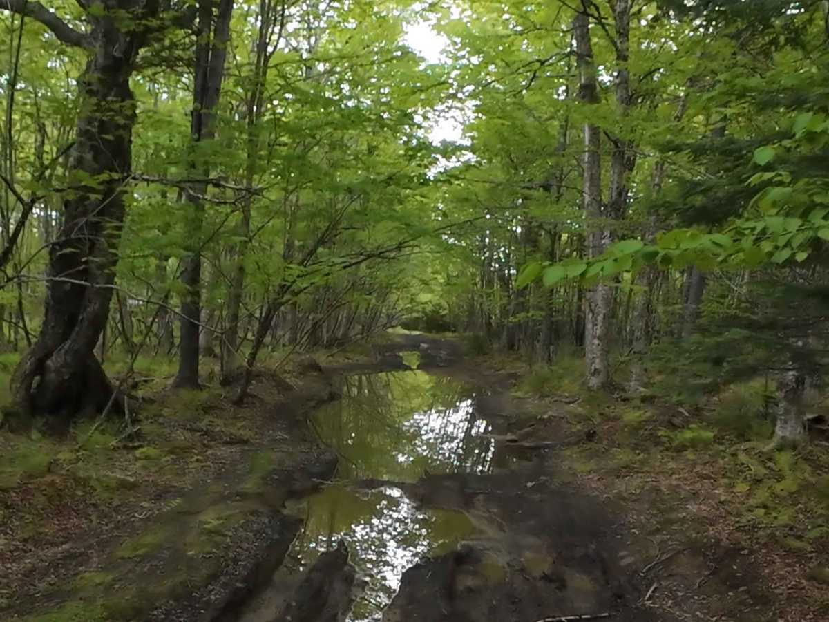 Beaumont Inland Trails trail photo